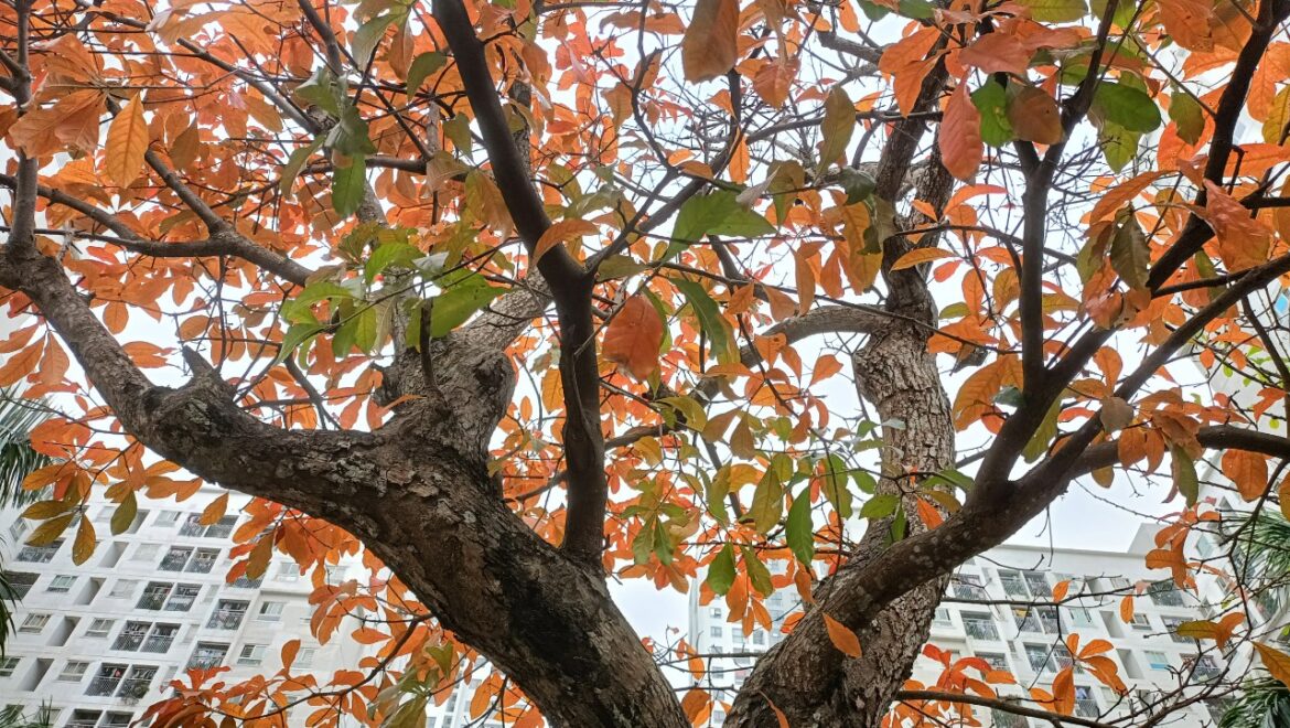 Chunhatxanh_20-3-22 (9)